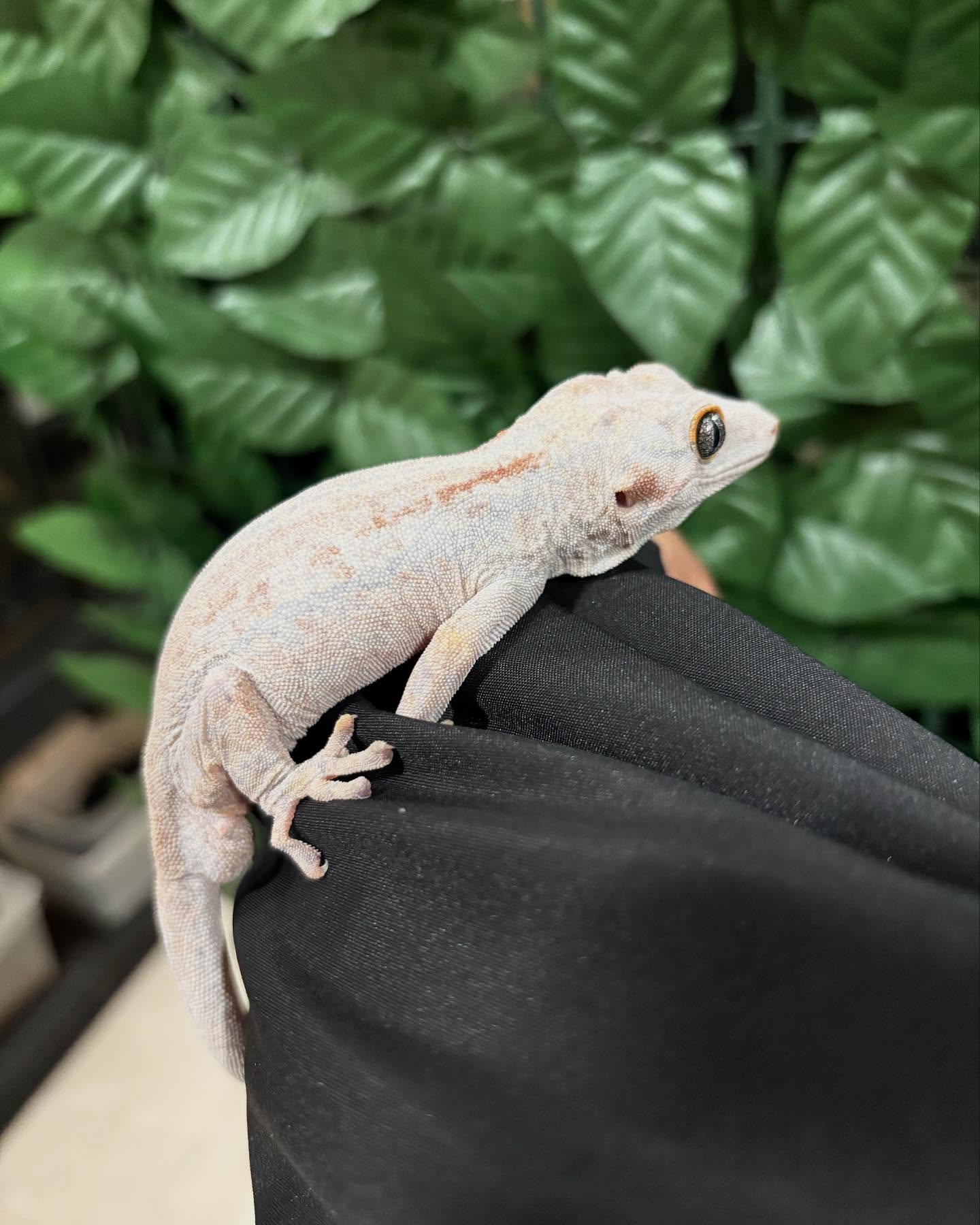 スタッフによる飼育レクチャーの様子